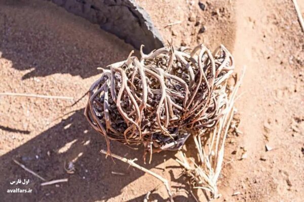 گیاه رستاخیز یا Selaginella lepidophylla 3