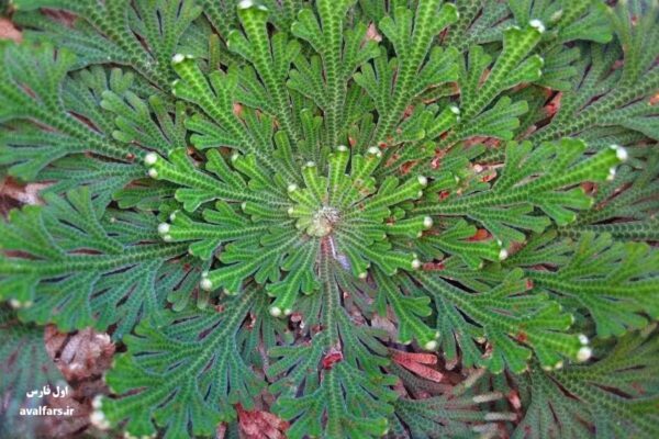 گیاه رستاخیز یا Selaginella lepidophylla 4