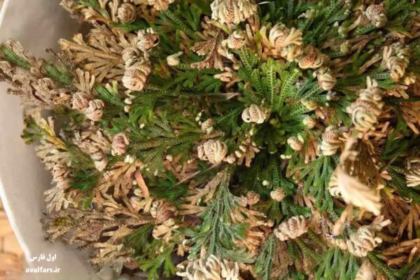 گیاه رستاخیز یا Selaginella lepidophylla 5