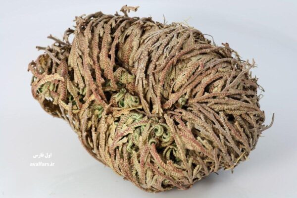 گیاه رستاخیز یا Selaginella lepidophylla 6