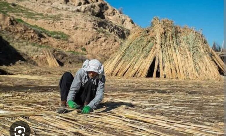 هنر «بوریابافی» زرقان در آستانه فراموشی؛مسئولان استانی فکری کنند! 1 7fcfc4aa 78aa 4a5e b5cd ff2fd0b5c2e0