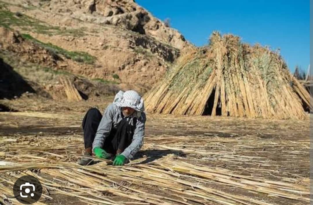 هنر «بوریابافی» زرقان در آستانه فراموشی؛مسئولان استانی فکری کنند!