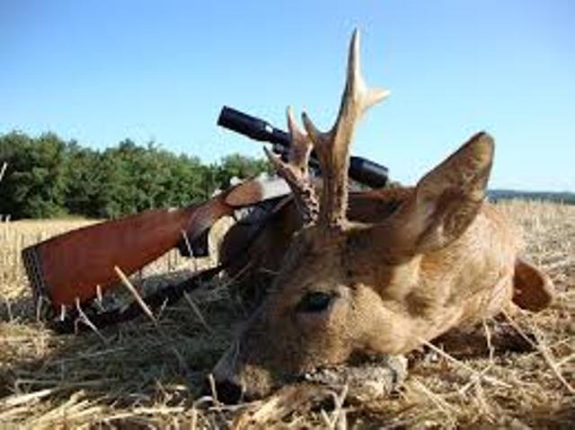 توضیحات مدیرکل محیط زیست فارس درباره شکار یک رأس پازن وحشی در لارستان