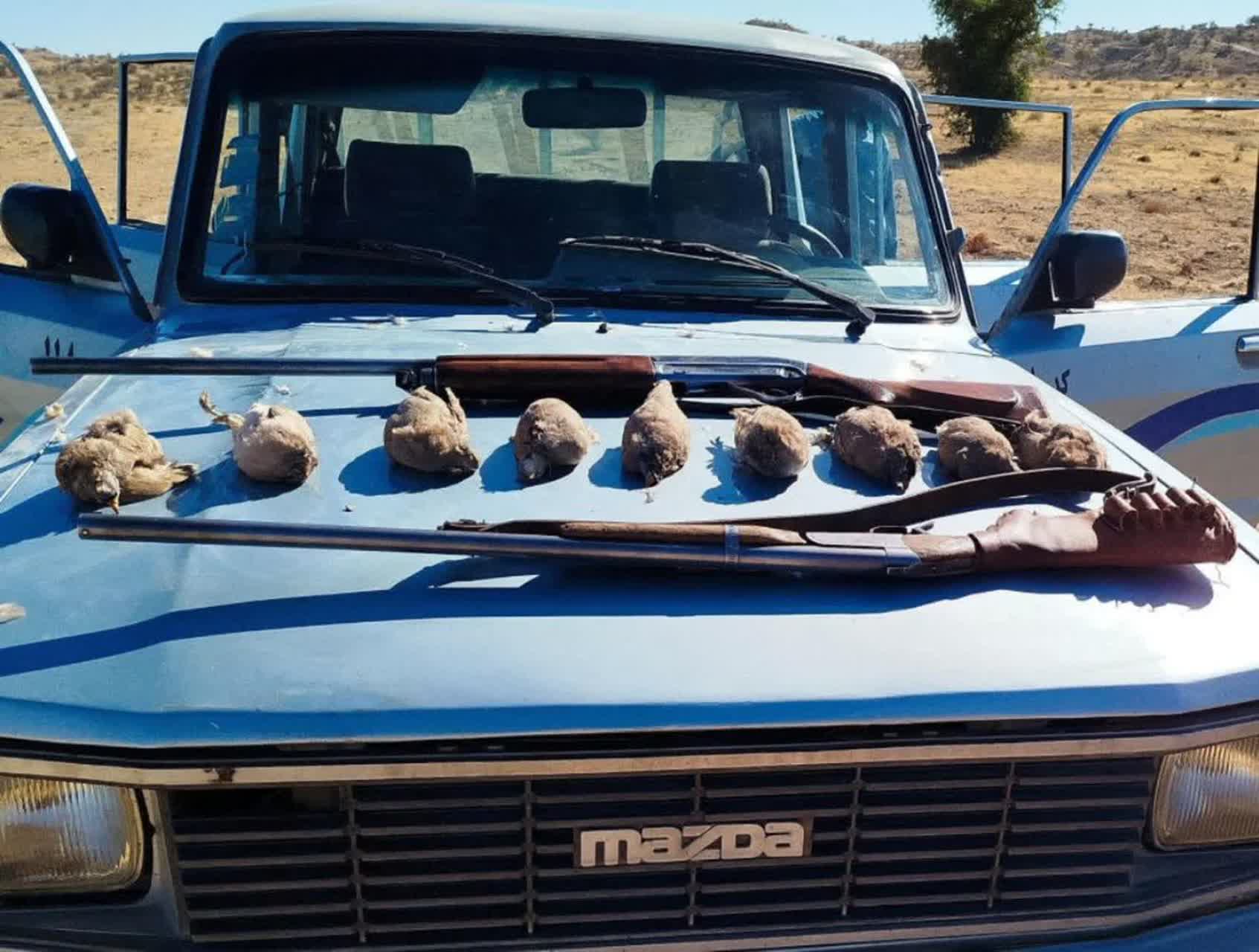 دستگیری شکارچی متخلف به همراه لاشه ۹ قطعه تیهو در کازرون