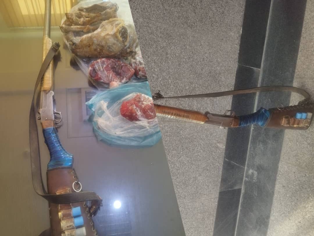کشف گوشت قوچ وحشی، سلاح و مهمات از خانه شکارچی بیرحم در فسا