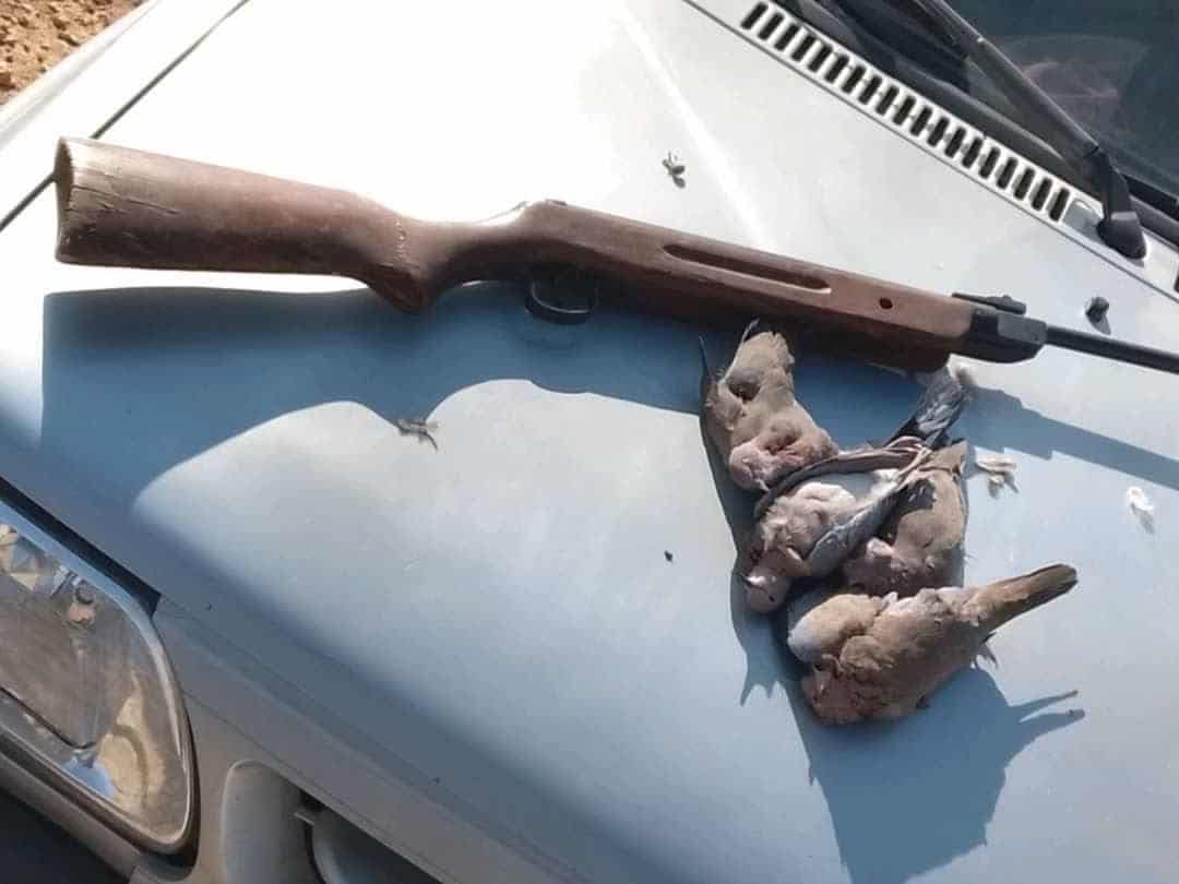 کشف سلاح بادی و لاشه چهار کبوتر وحشی از متخلفان در قیروکارزین