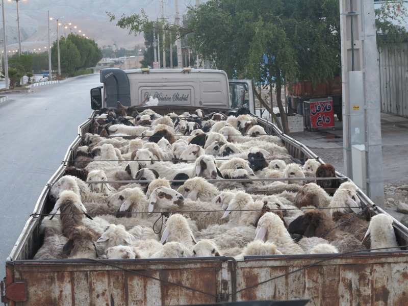 کشف ۱۴۷ راس گوسفند غیر مجاز از یک کامیون در بختگان