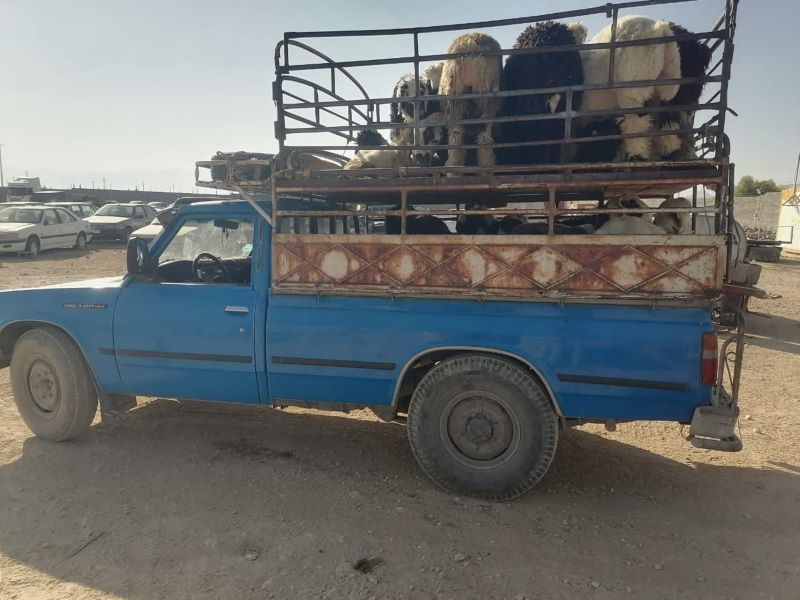 کشف ۱۵۰ راس گوسفند از ۲ دستگاه  وانت نیسان و ایسوزو در لامرد