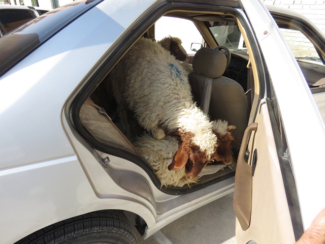 کشف ۱۹۵ راس گاو و گوسفند قاچاق به ارزش ۵۵ میلیارد ریال در چهار شهرستان فارس