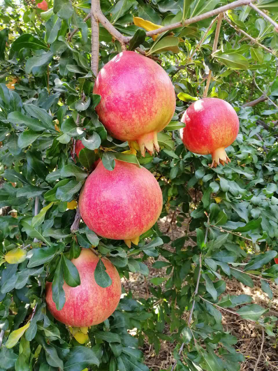 انار رباب نی‌ریز؛ ثروت جهانی در محاصره خشکسالی و آفات