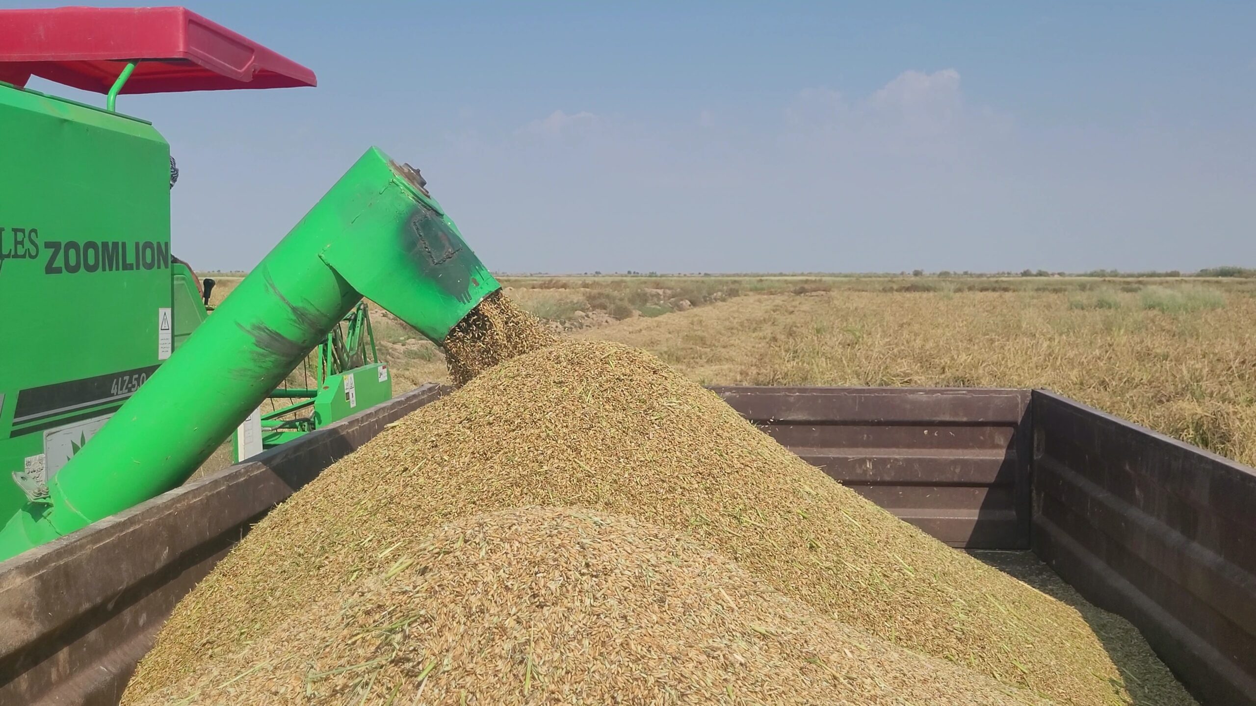 ۴۰ هزار تن شلتوک از شالیزاری‌های شهرستان رستم برداشت شد