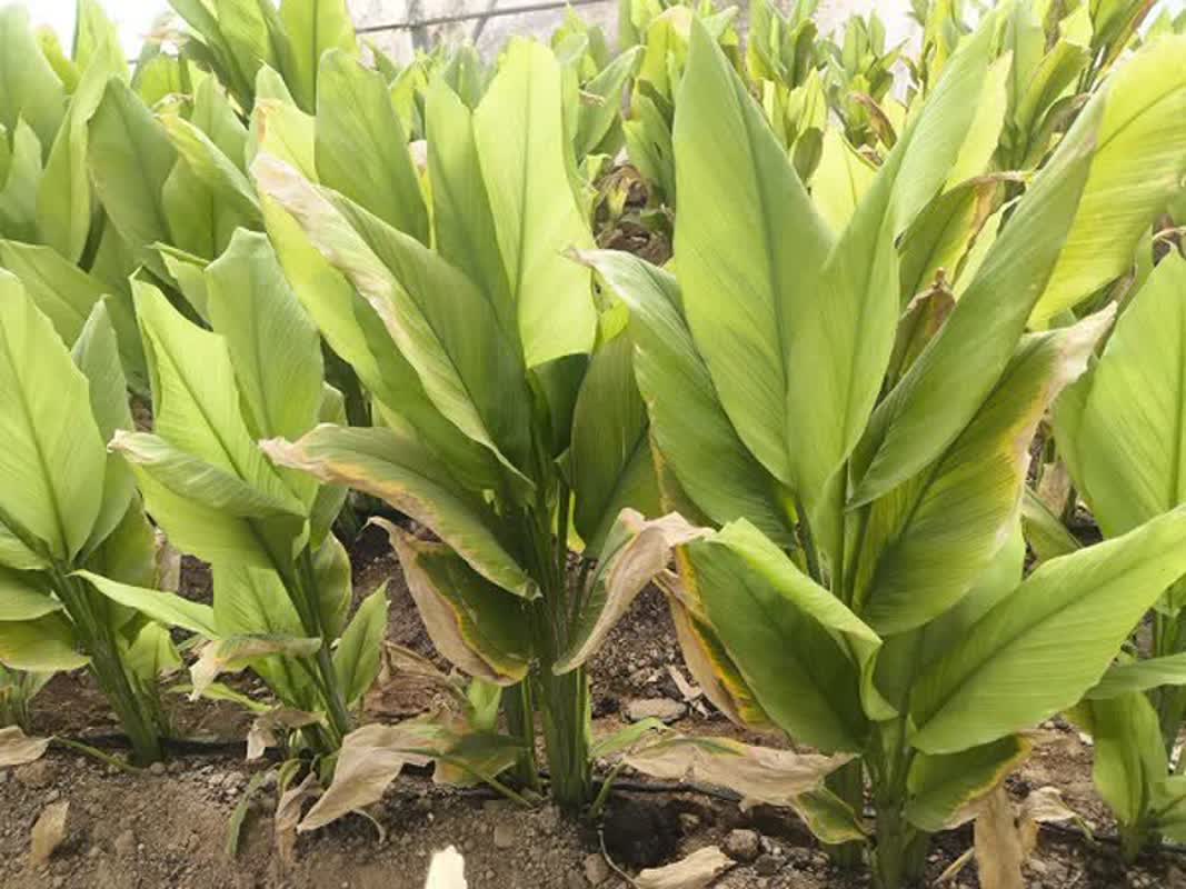 کشت زردچوبه برای نخستین بار به‌صورت آزمایشی در بیضا