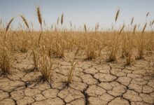 سارت خشکسالی