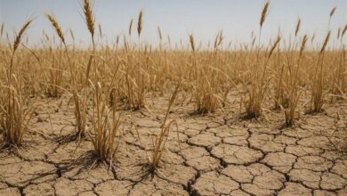 سارت خشکسالی