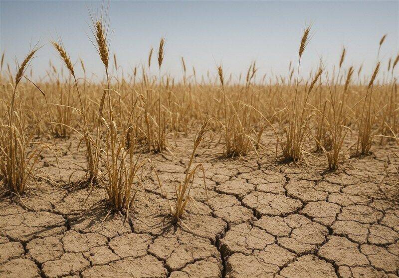 پرداخت غرامت خشکسالی به گندمکاران سراسر کشور حتی کشاورزان فاقد بیمه