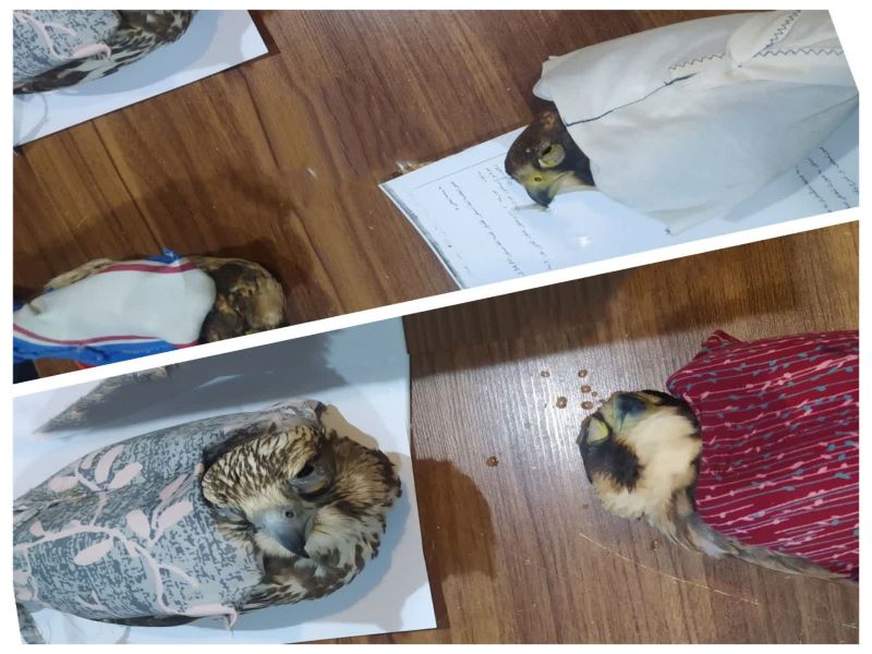 کشف ۱۱ پرنده شکاری به ارزش ۵۰ میلیارد تومان در ورودی شیراز