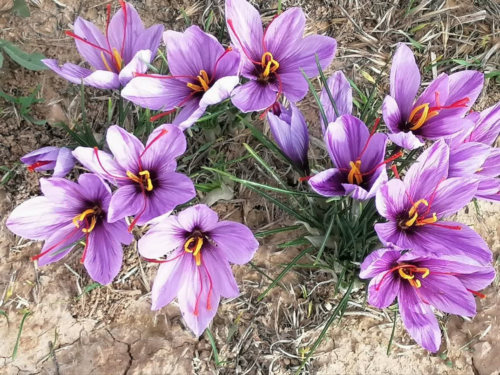 برداشت زعفران در نی‌ریز آغاز شد/پیش‌بینی کاهش شدید محصول بدلیل خشکسالی