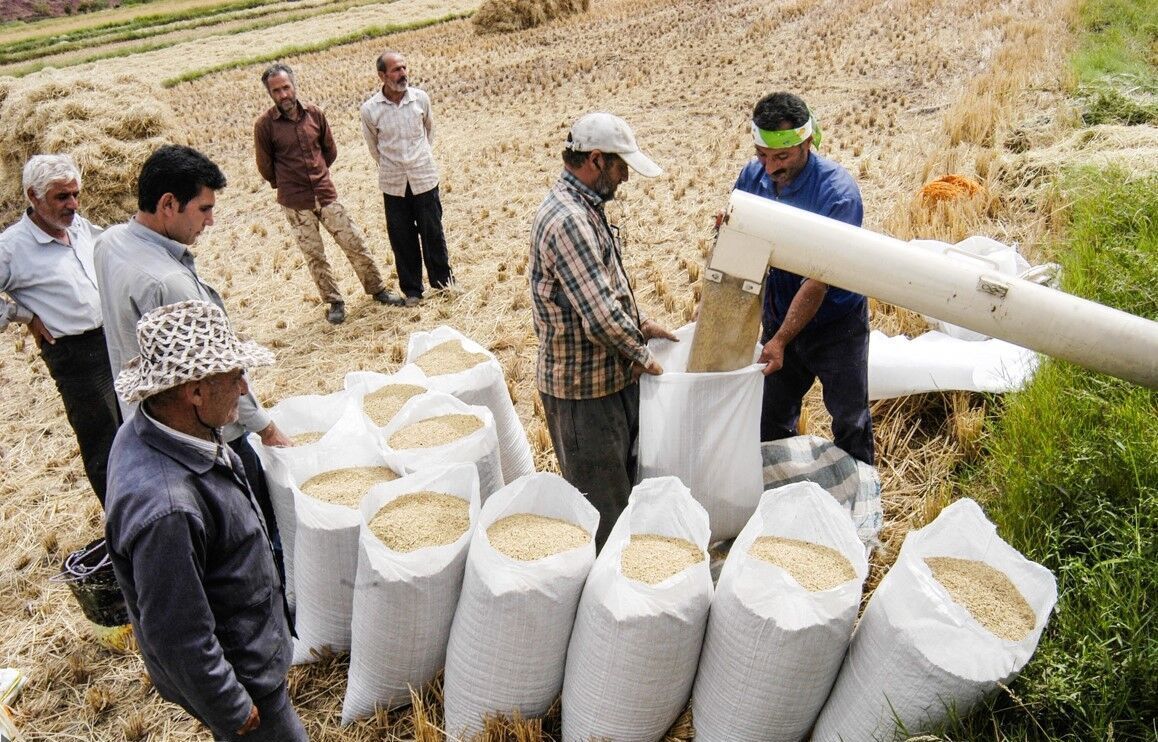 جهاد کشاورزی اجازه واردات برنج باکیفیت را نمی‌دهد/ورود سازمان بازرسی به گرانی بی‌سابقه برنج