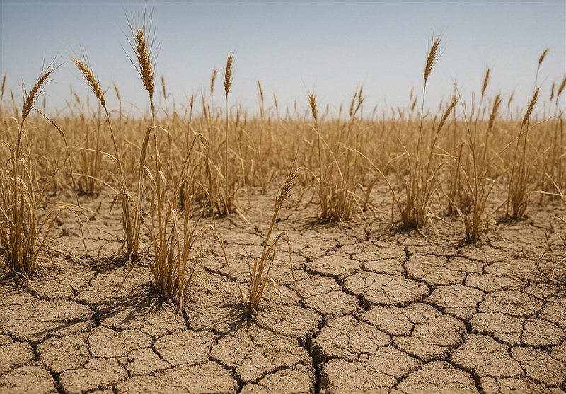 باران نیاید گندم دیم کشاورزان امسال از بین می‌رود