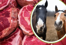 گوشت اسب داراب 1