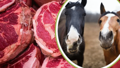 گوشت اسب داراب 1