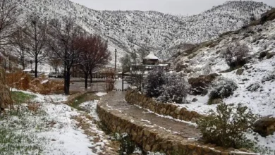 ببینید|بارش برف در پارک کوهستانی دراک شیراز