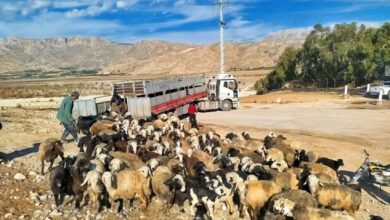 توقیف تریلی و بازداشت دامدار متخلف در تالاب پریشان به دستور دادستان کازرون