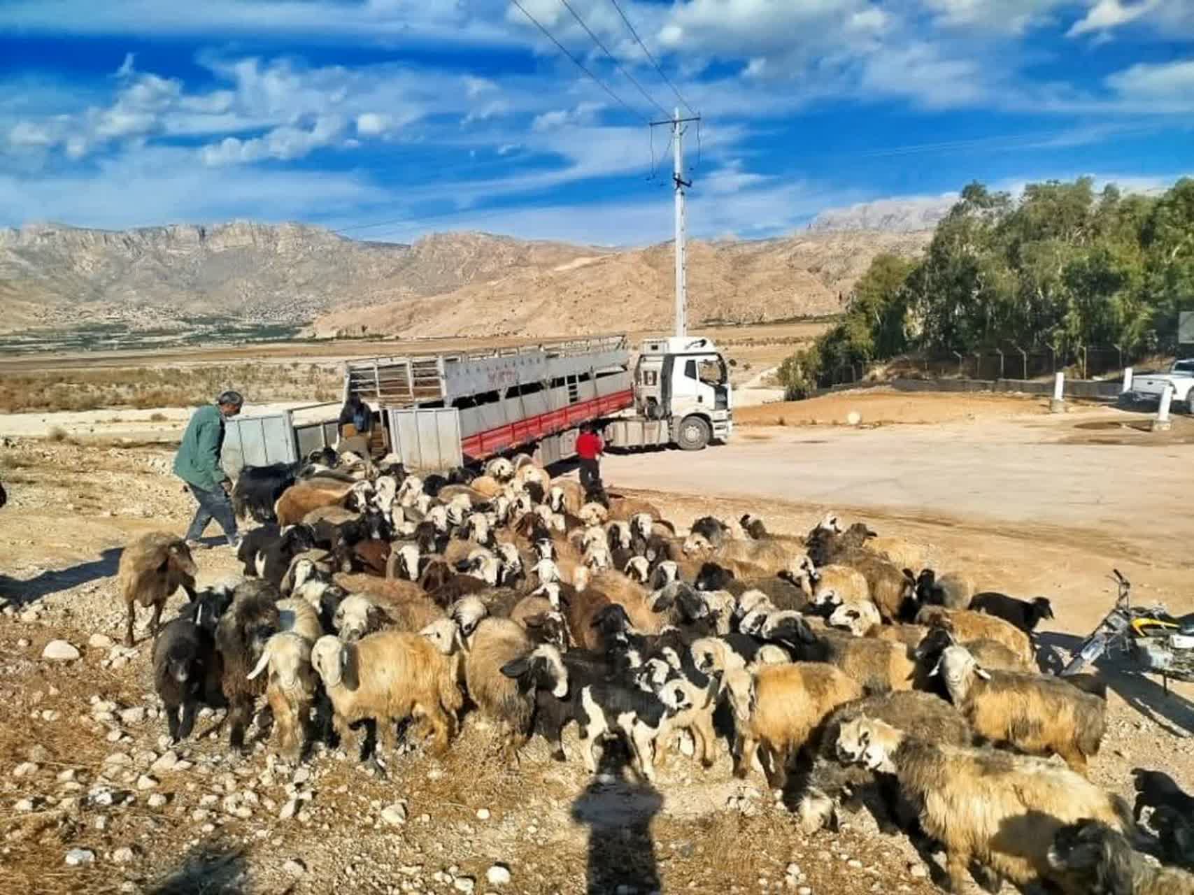 توقیف تریلی و بازداشت دامدار متخلف در تالاب پریشان به دستور دادستان کازرون