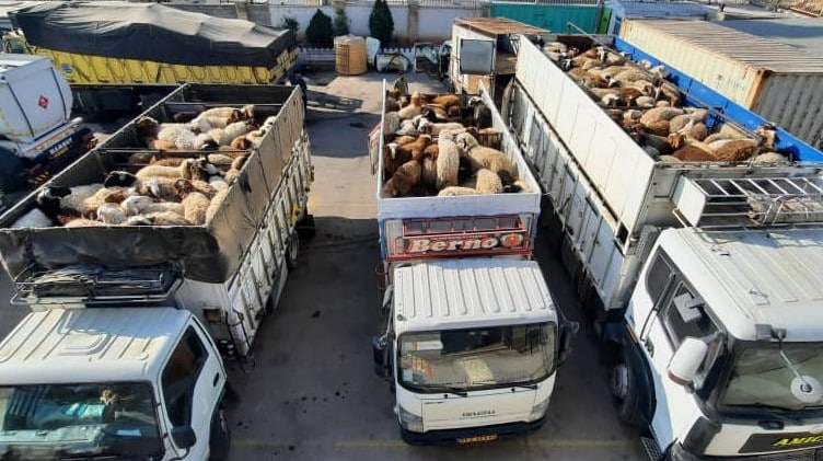 کشف کاروان هزار راسی گوسفندان غریبه حین گشتزنی در فارس/10 نفر بازداشت شدند 1 احشام امنیت