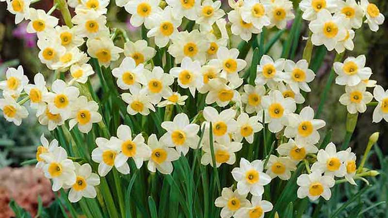 برگزاری هفتمین جشنواره گل نرگس شهرستان خفر از ۹ الی ۱۳ دی