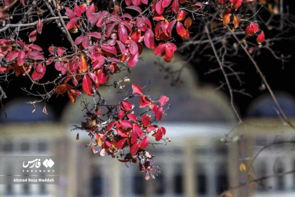 باغ ارم شیراز 13