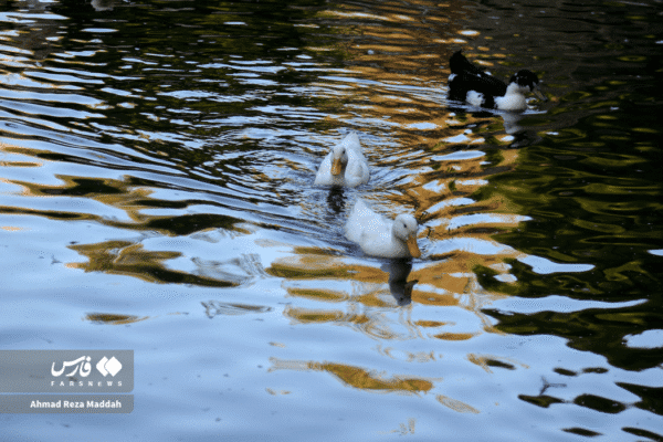 باغ ارم شیراز 15