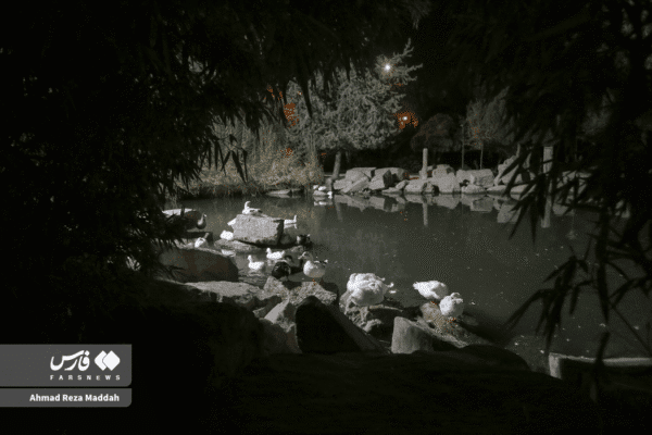باغ ارم شیراز 16
