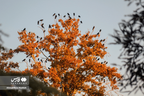 باغ ارم شیراز 4