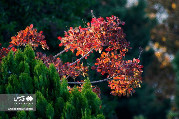 باغ ارم شیراز 5