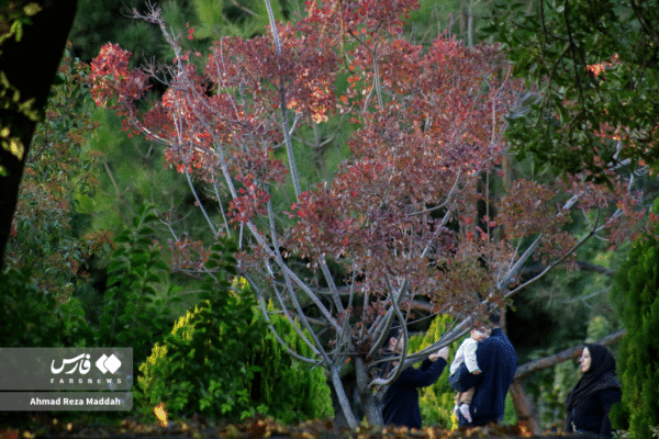 باغ ارم شیراز 6