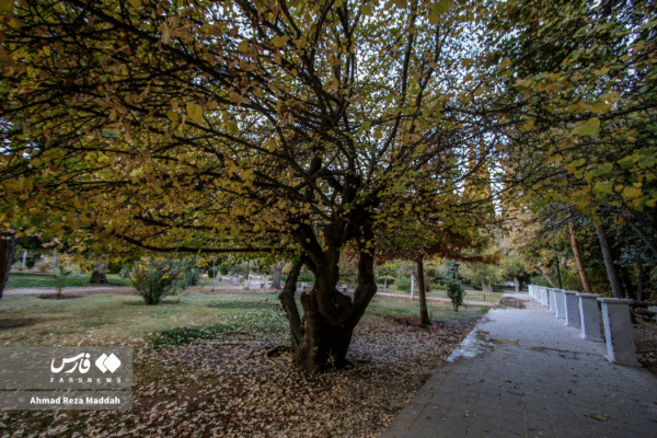 باغ ارم شیراز 8