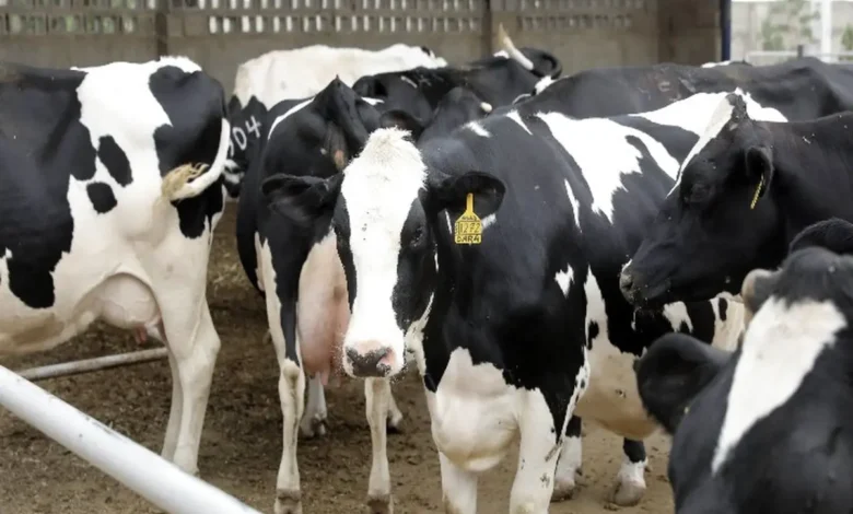 تب برفکیگاو