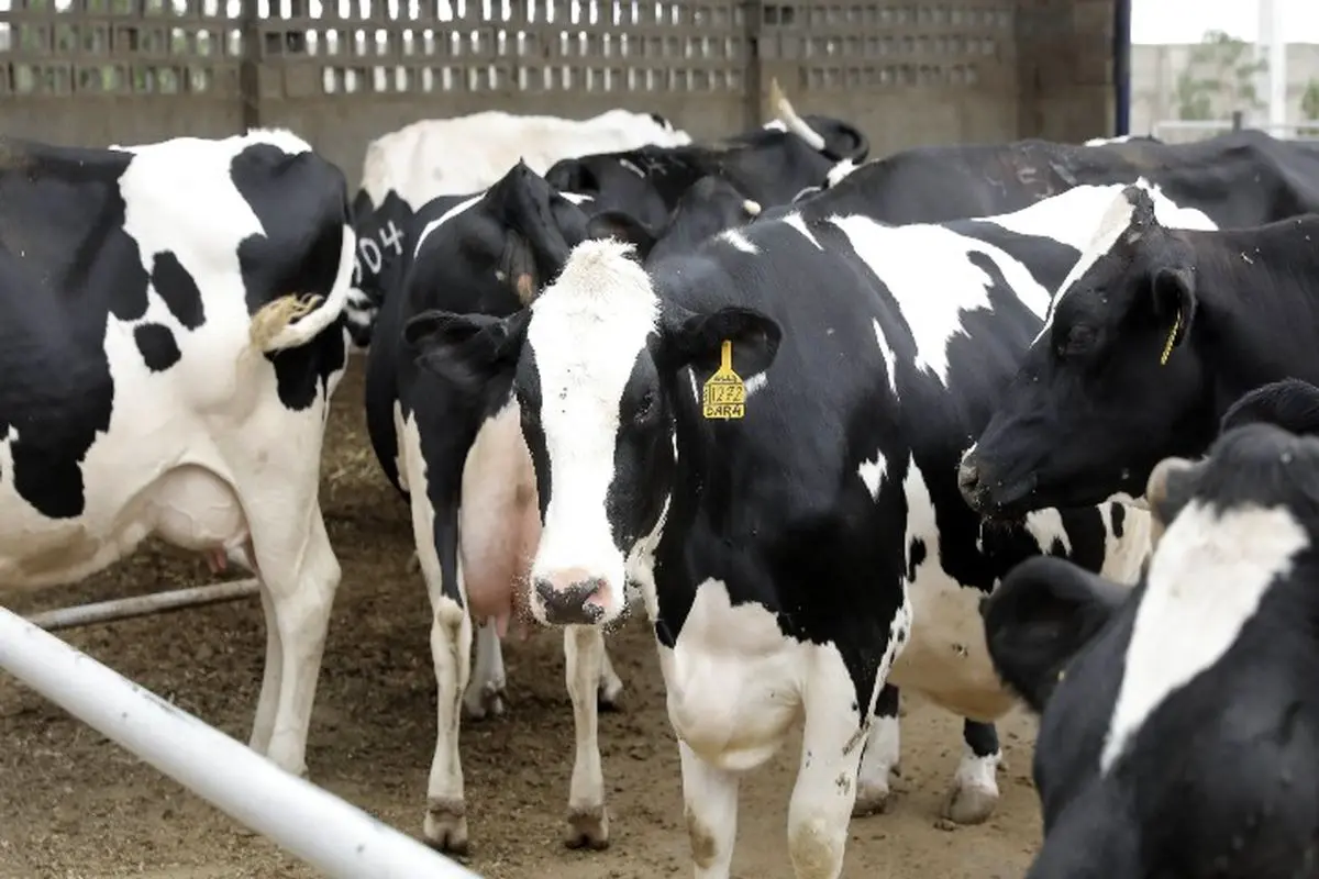 وعده پرداخت خسارت به دامداران آسیب‌دیده از تب برفکی همزمان با گرانی شیر و سردرگمی مردم در بازار