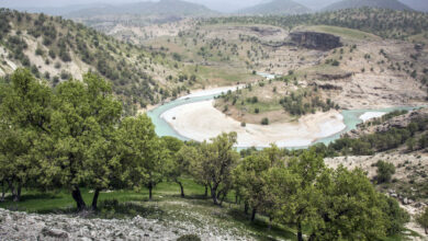 تخریب و نابودی باقیمانده جنگل‌های زاگرس با طرح جنگلداری اجتماعی