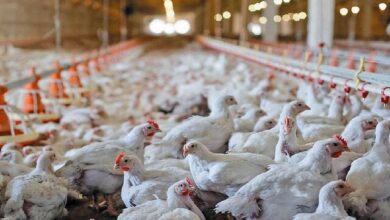 هشدار مدیرعامل اتحادیه مرغداران: قیمت مرغ در روزهای آینده افزایش مییابد/نهاده نداریم 1 رغ