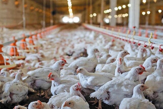 هشدار مدیرعامل اتحادیه مرغداران: قیمت مرغ در روزهای آینده افزایش مییابد/نهاده نداریم 1 رغ