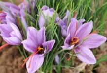 زعفران کاران بیضا حسابی پولدار شدند