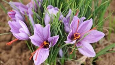 زعفران کاران بیضا حسابی پولدار شدند