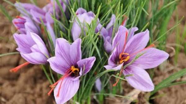 زعفران کاران بیضا حسابی پولدار شدند