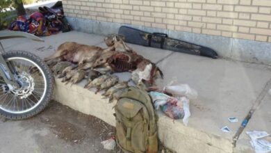 کشف پیکر چندین حیوان از خورجین یک مرد در بيابان های بوانات 5 شکار بوانات