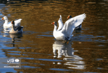 شیرازپارک آزادی 11