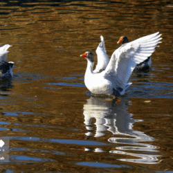 روزی طلایی از پاییز، بوستان آزادی شیراز