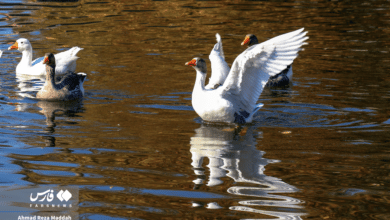 شیرازپارک آزادی 11