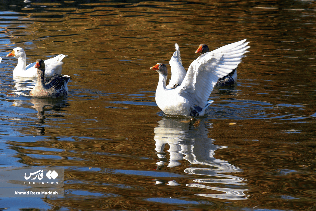 روزی طلایی از پاییز، بوستان آزادی شیراز